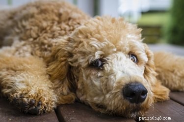 Effetti collaterali del prednisone nei cani 