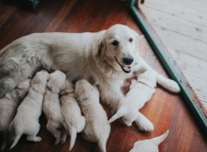 3週齢の子犬の世話をする方法 