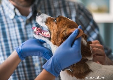 自宅で犬の痔核を治療する方法 