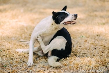 Hoe zich te ontdoen van droog eczeem bij honden