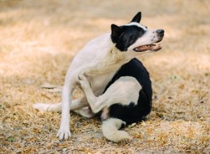 Comment se débarrasser de l eczéma sec chez les chiens