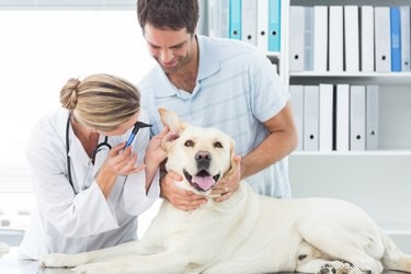 Comment soigner une infection cutanée à levures chez le chien