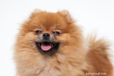 Hur man tar hand om dräktiga Pomeranian-hundar