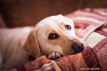 Příznaky žaludečního viru u psa