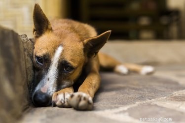 Příznaky žaludečního viru u psa