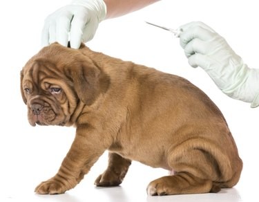 Wat zijn de bijwerkingen van het chippen van een hond?