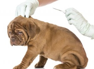 Jaké jsou vedlejší účinky čipování psa?