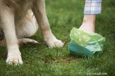 Come pulire la cacca di cane dal tuo cortile