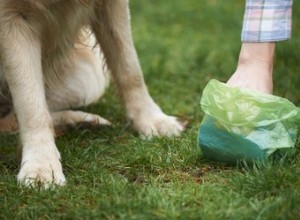 あなたの庭から犬の糞をきれいにする方法 