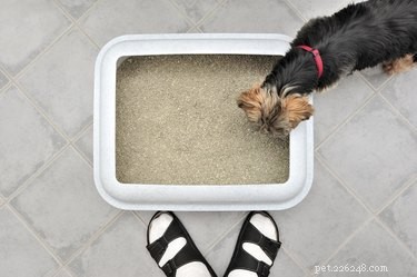Hur man hindrar en hund från att äta bajs