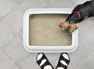 犬がうんちを食べるのを止める方法 