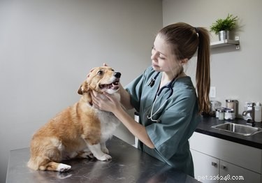 Comment prendre la tension artérielle des chiens