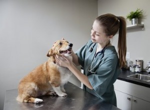 Comment prendre la tension artérielle des chiens