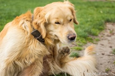 Jak léčit blechy u březího psa