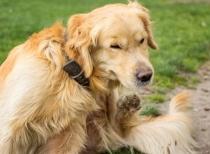 Comment traiter une chienne enceinte contre les puces