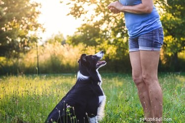 Voedingsmiddelen die uw hond meer spierkracht geven