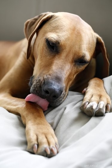 Remédios caseiros para pontos quentes em cães