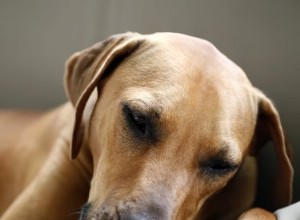 犬のホットスポットのための家庭薬 