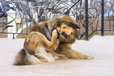 Hoe maak je een volledig natuurlijke anti-jeukspray voor je hond