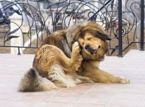 Jak vyrobit zcela přírodní sprej proti svědění pro vašeho psa