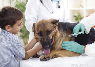 Bijwerkingen van vaccinatie tegen hondsdolheid