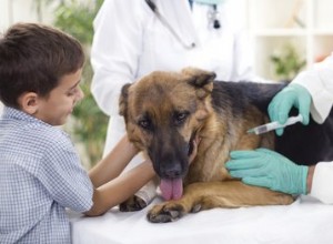 Побочные эффекты вакцинации собак против бешенства