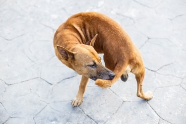 Jak zabránit psovi, aby si kousal ocas