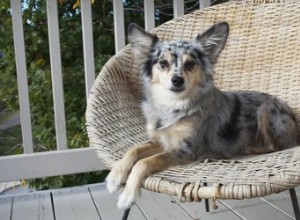 Como se livrar de pulgas em cães usando remédios caseiros