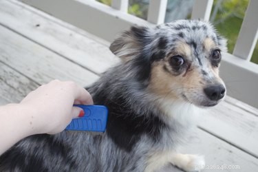 Comment se débarrasser des puces sur les chiens en utilisant des remèdes maison 
