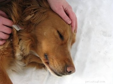 Vômitos e diarreia sanguinolenta em cães