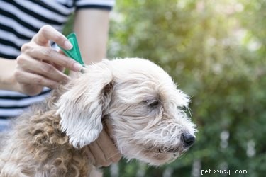 Come sbarazzarsi delle pulci su un cane da allattamento