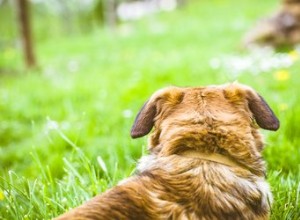 Como matar carrapatos em cães