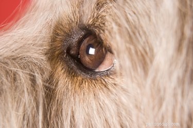 Come pulire gli occhi dal tuo cane