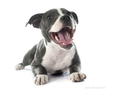 Как определить, что делать, если у вашей собаки выпал зуб