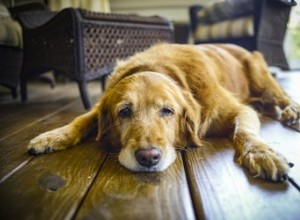Jak zjistit, kdy je čas provést eutanázii vašeho psa
