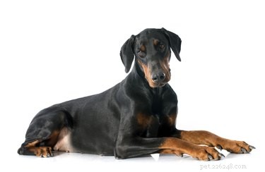 Hersentumorsymptomen bij honden