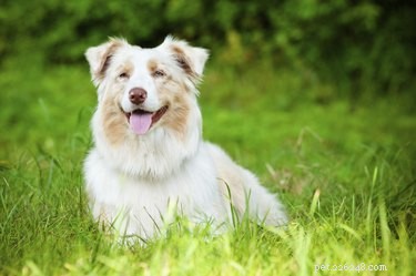 Come trattare la giardia nei cani o nei cuccioli