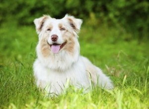 개 또는 강아지의 Giardia 치료 방법
