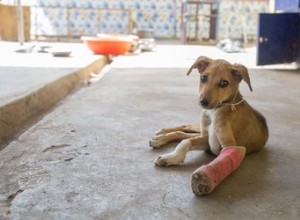 Como limpar e cuidar de uma incisão em cães