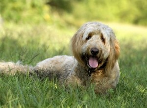 犬の肩の怪我 