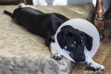 Hoe zorg je voor een hond na een sterilisatieoperatie -- de eerste 24 uur