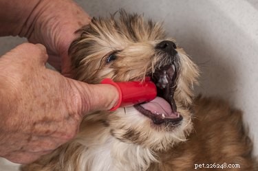 Het tandvlees van een hond controleren