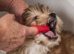 Jak zkontrolovat dásně u psů