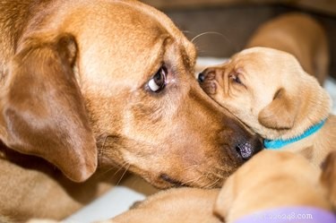 Comment les chiens donnent-ils naissance ?