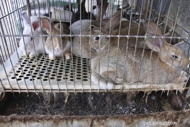 Hondenziekten veroorzaakt door uitwerpselen van vogels en konijnen