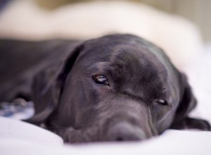 あなたの犬が病気であるかどうかを見分ける方法 