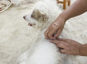 O que atrai pulgas?