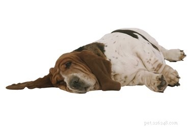 Sinais e sintomas de derrame em cães
