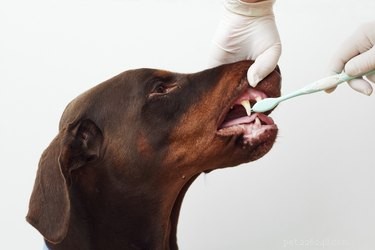 Hur ofta bör du borsta din hunds tänder?
