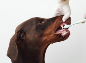 Com que frequência você deve escovar os dentes do seu cachorro?